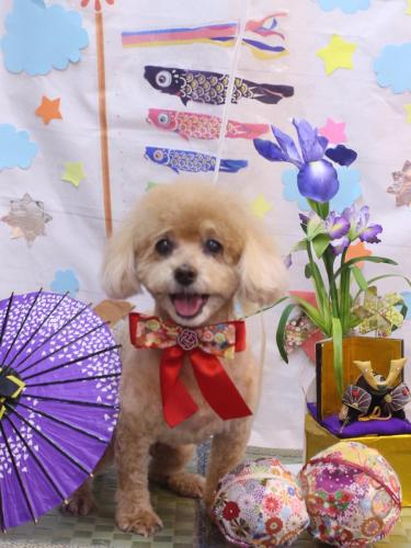 20240519プーちゃん